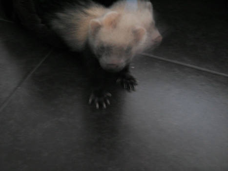 Matrix Ferret