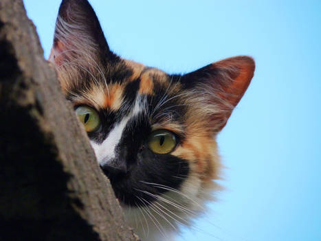 Calico Cat