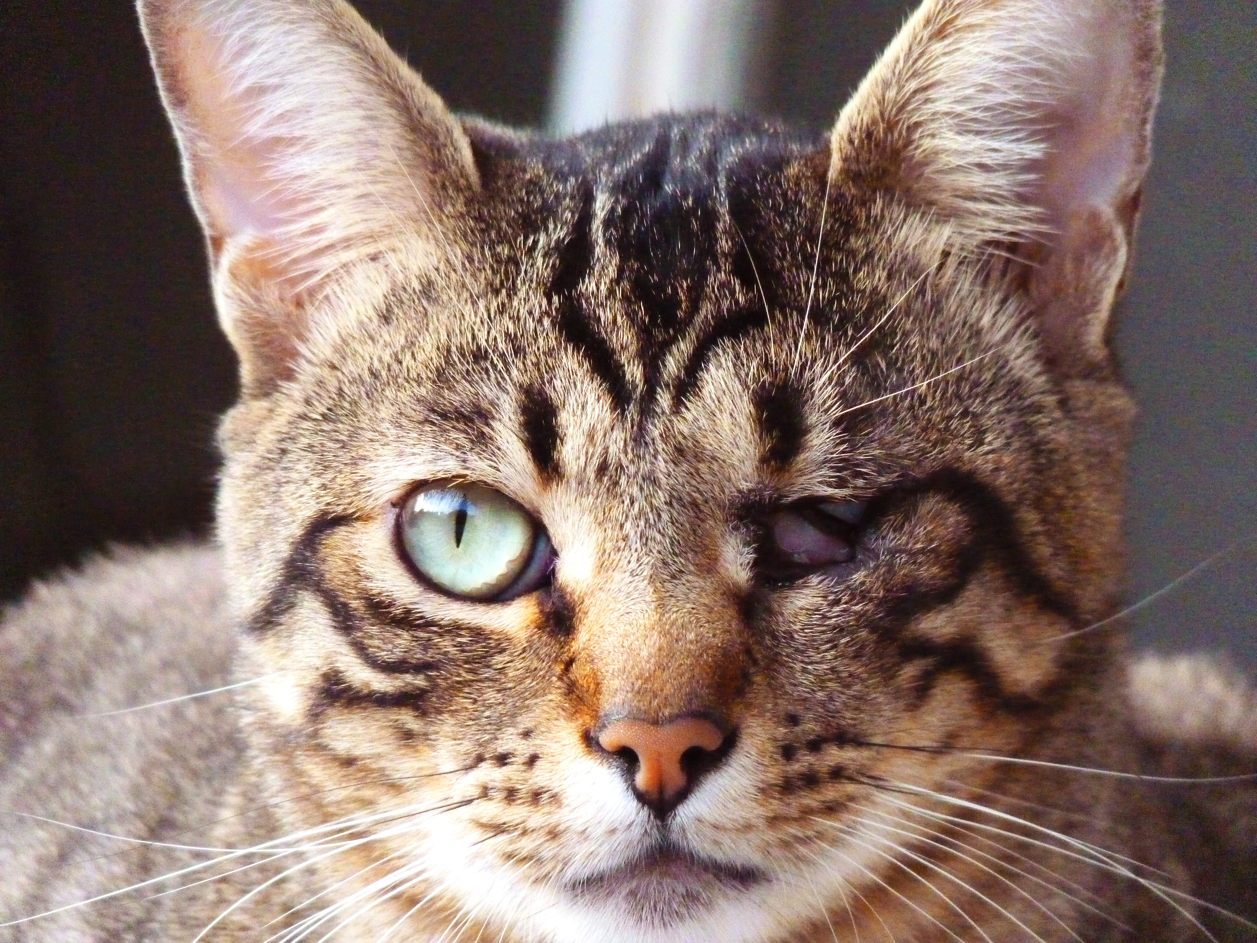 Santoro, the one-eyed cat by westwo0d on DeviantArt