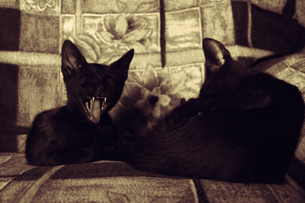 Yawn-Cat