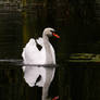 The reflection of a wonderful swan