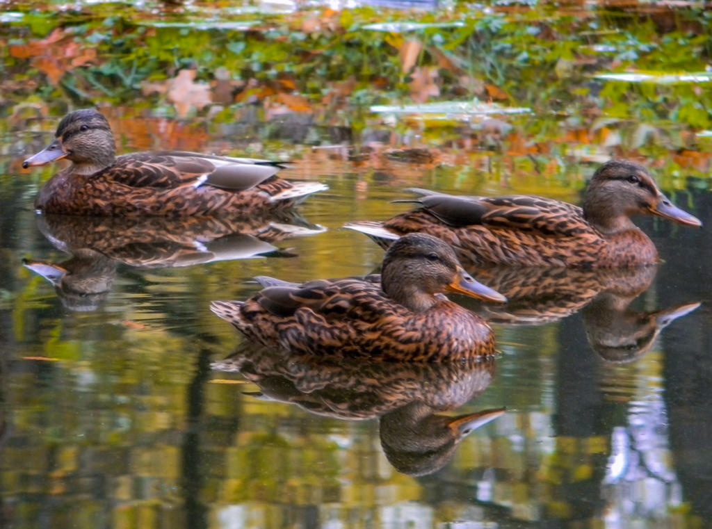 Little ducks on the lake