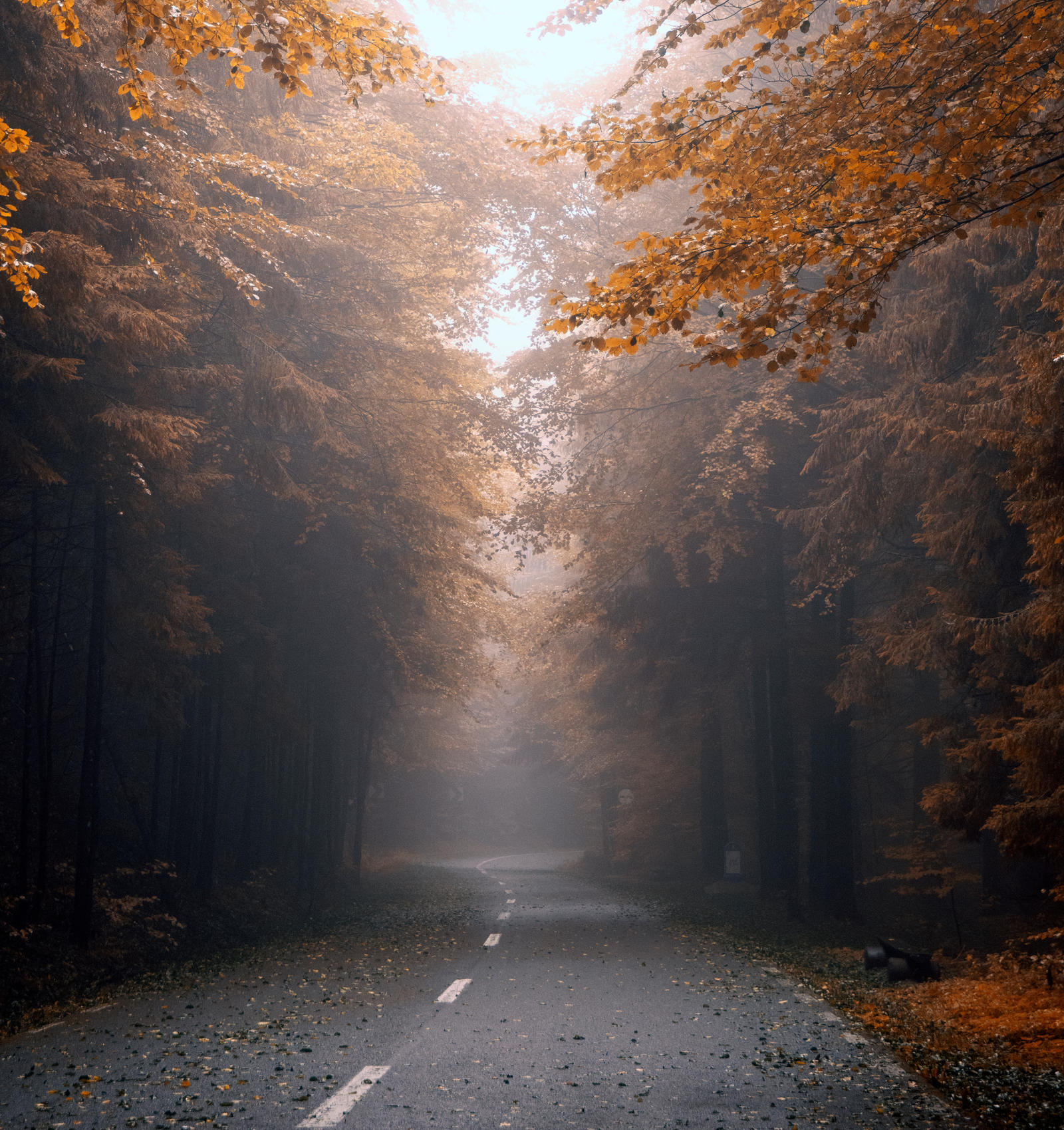 You may not find a path, but you will find a way by AutumnIulia on ...