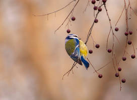 The sound of birds stops the noise in my mind