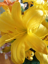 Yellow Lilly