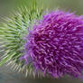 Thistle