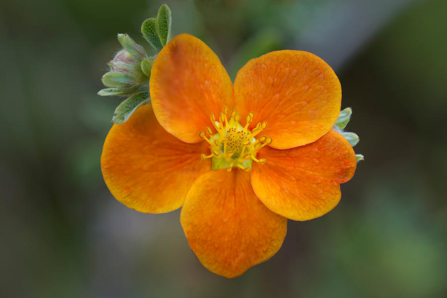 Shrubby Cinquefoil