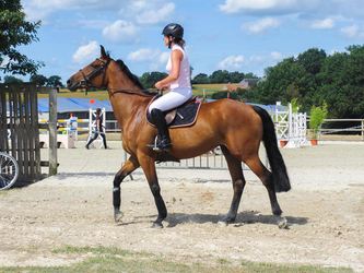 Horse jumping competition stock 9