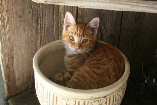 Kitten in a pot