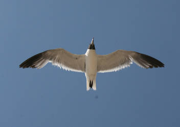 seagull, a study of wings