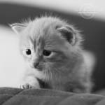 I am Bob by speartime