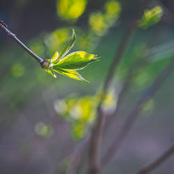 Shouting spring 