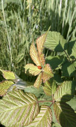 Lady Bug on a blackberry briar