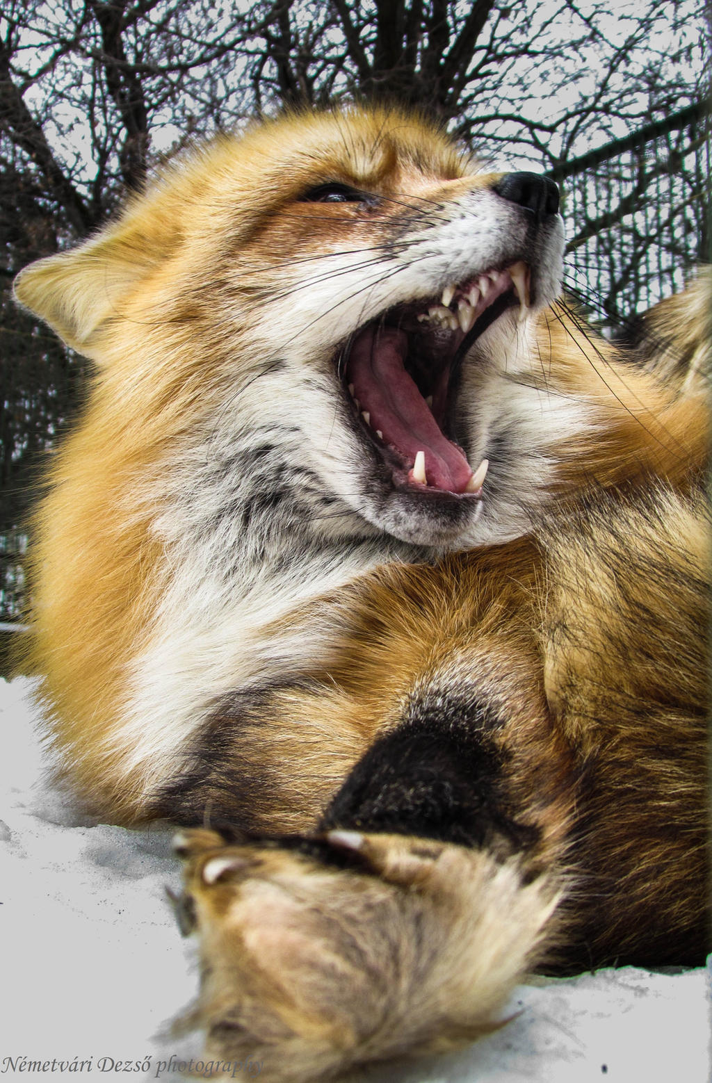 What does the fox say?