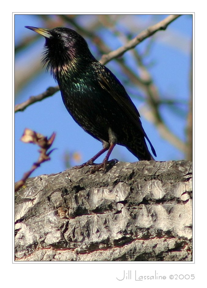 European Starling