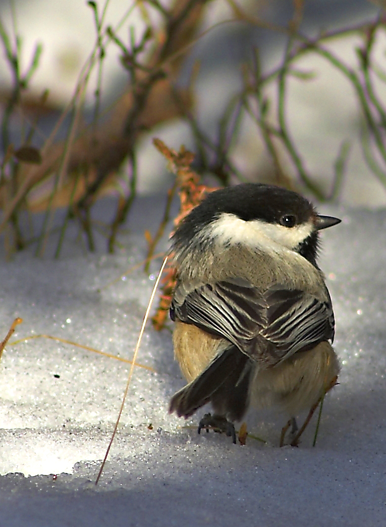 Chickadee in the Snow