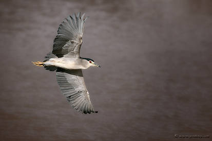 El vuelo