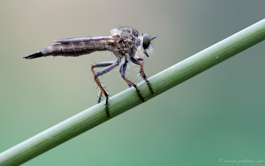 Mosca Asesina