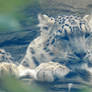 Snow Leopard At Marwell Zoo