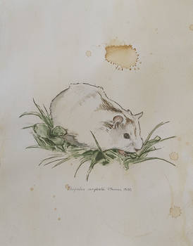 Hamster illustrations 1