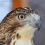 Hawk Stare