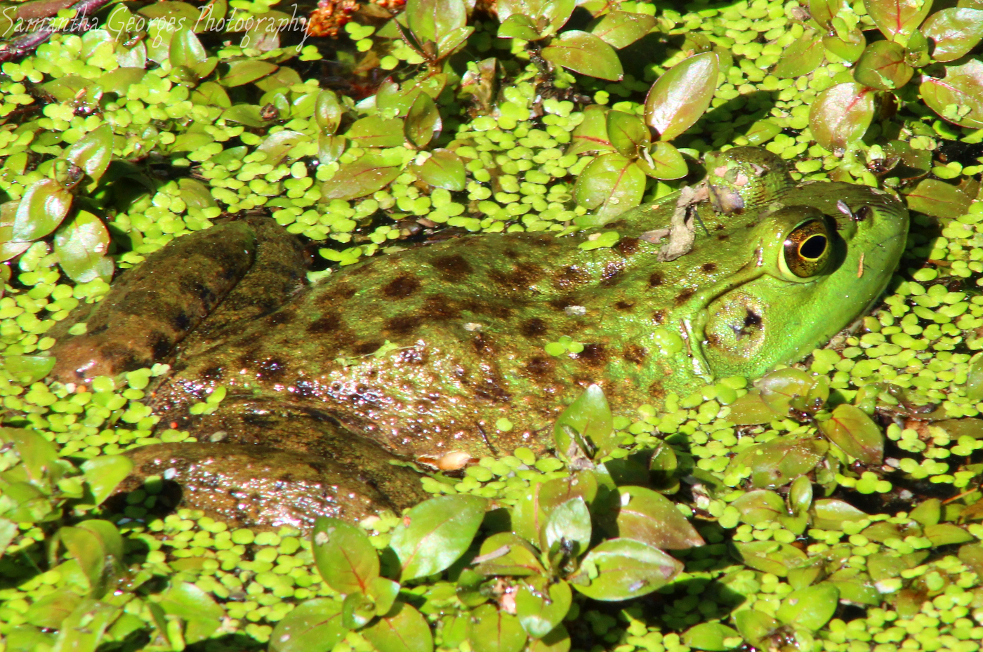 Bullfrog in the Green