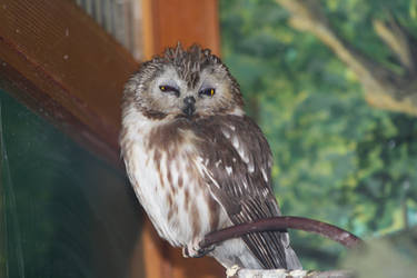 Sophia the Northern Saw Wheat Owl