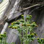 Dandelions