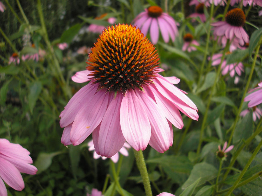 Pretty flowers!