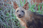 Hyena in the wild by rbompro1