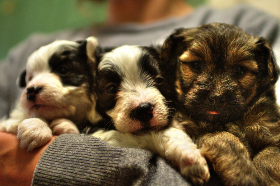 Puppies HDR