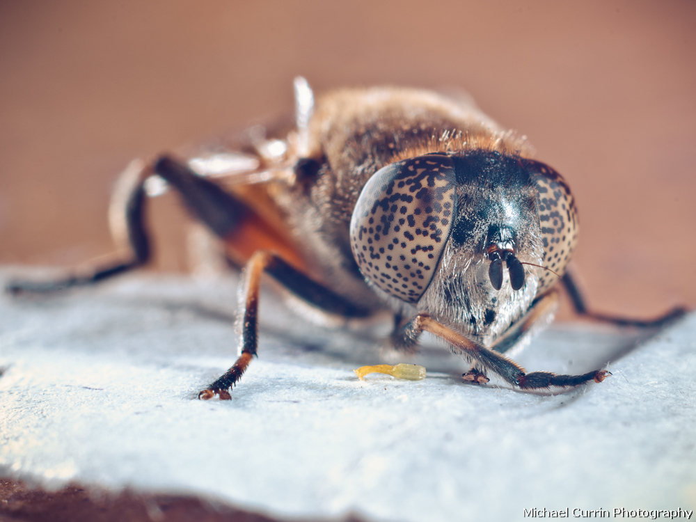 Bee - extension tube test II