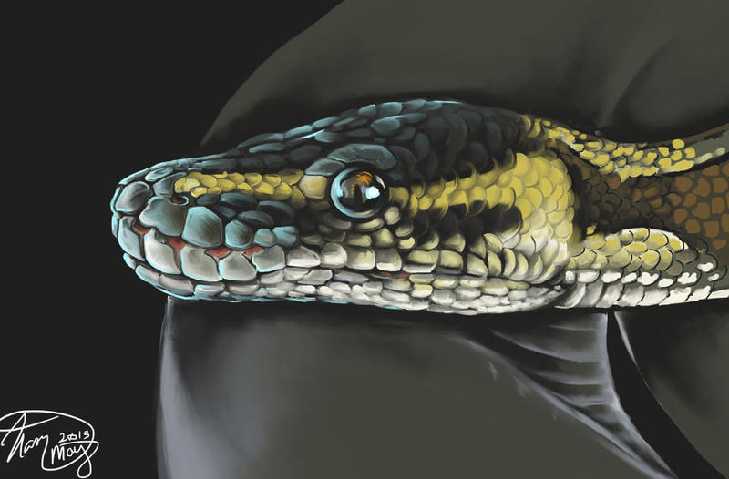 Ball Python by kaseykmay on DeviantArt