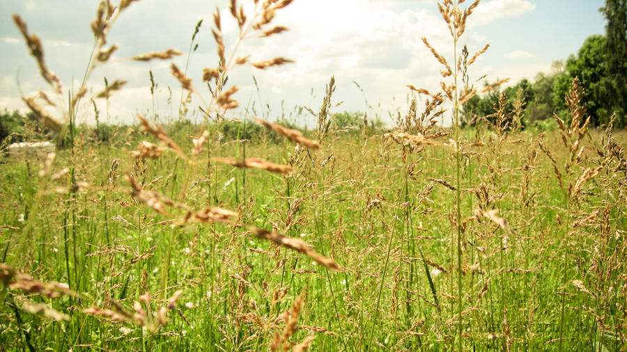 Summer grass