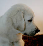 The sad retriever by Tinalm