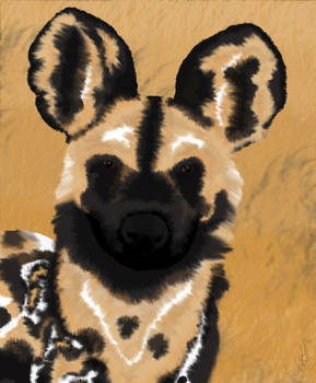 Painted Dog