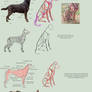 Dog Anatomy Tutorial 1