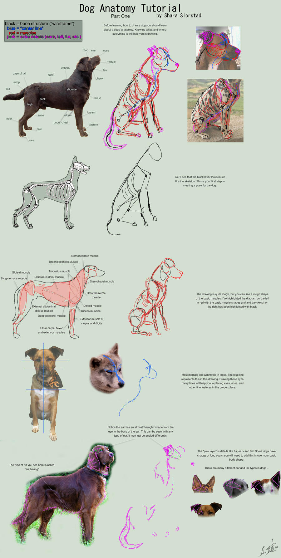 Dog Anatomy Tutorial 1 by SleepingDeadGirl