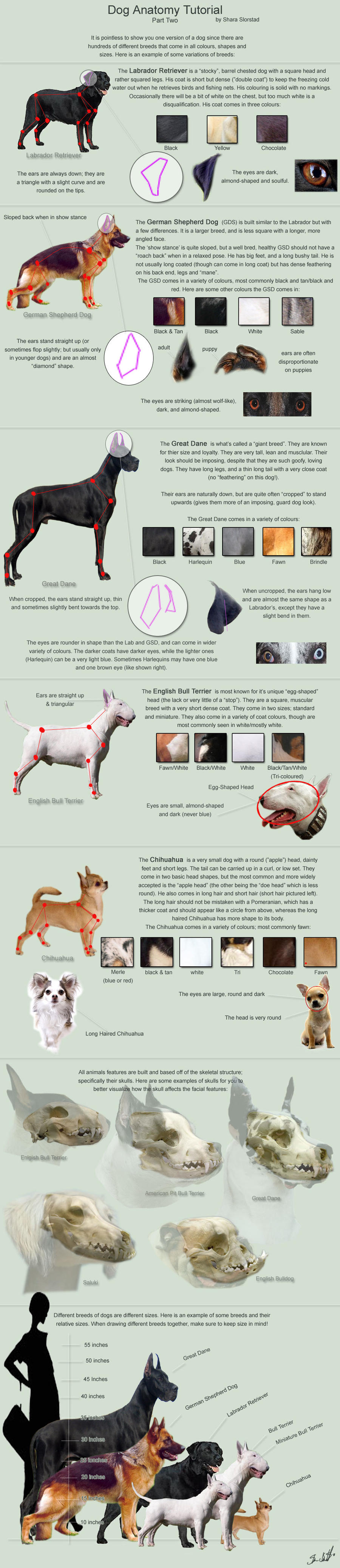 Dog Anatomy Tutorial 2