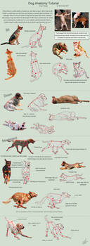 Dog Anatomy Tutorial 3 by SleepingDeadGirl