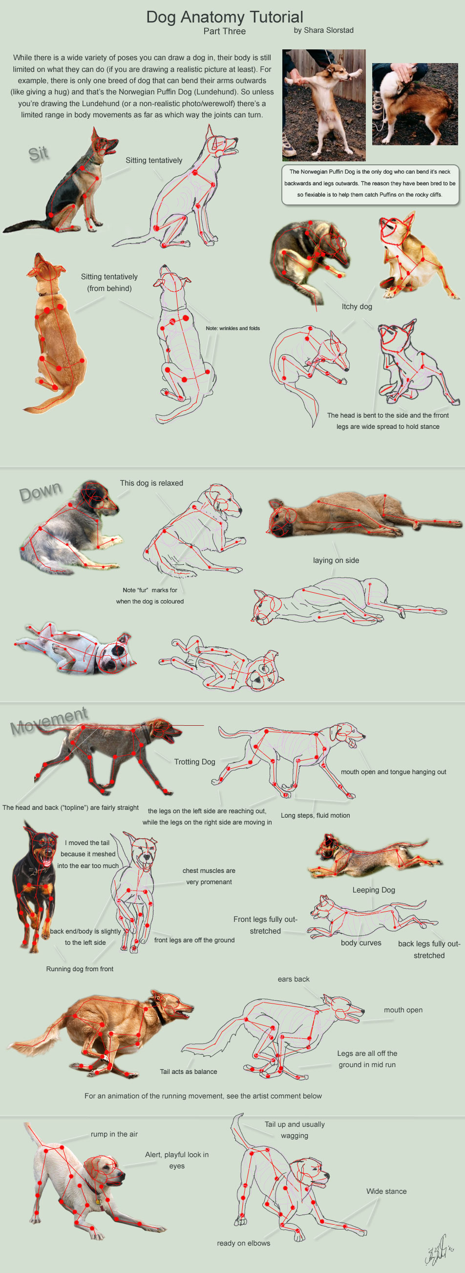 Dog Anatomy Tutorial 3