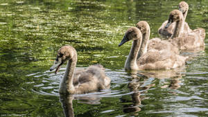 Swan chicks