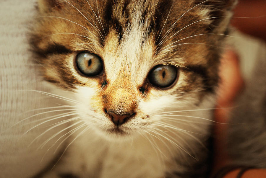 Caaat Caaat. by VampEmiliana on DeviantArt