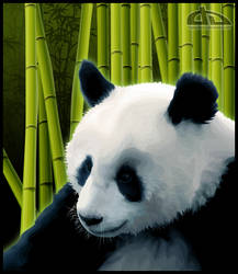 Wildlife Series: Panda