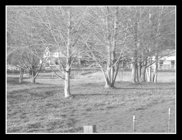 one tree, two tree... by noah-the-joker on DeviantArt