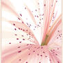 Lilium
