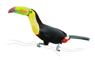 Toucan