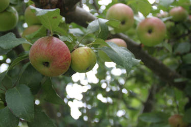 Autumn fruits