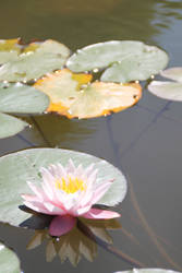 Waterlily 1