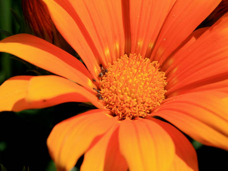 Flower Macro